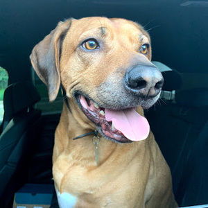 Meet your Posher, Jasmine dianne wilson